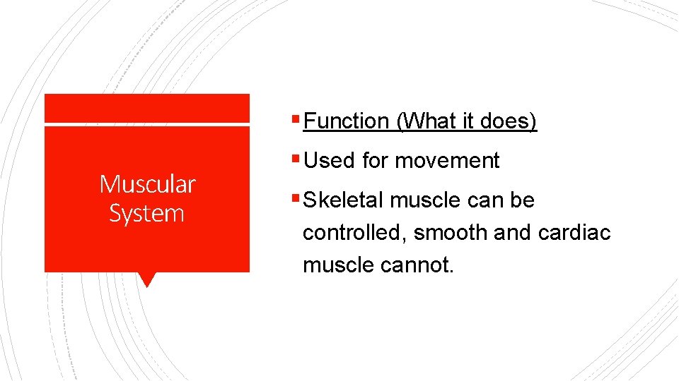 § Function (What it does) Muscular System § Used for movement § Skeletal muscle