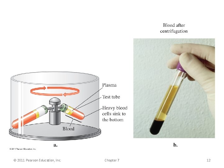 © 2011 Pearson Education, Inc. Chapter 7 12 