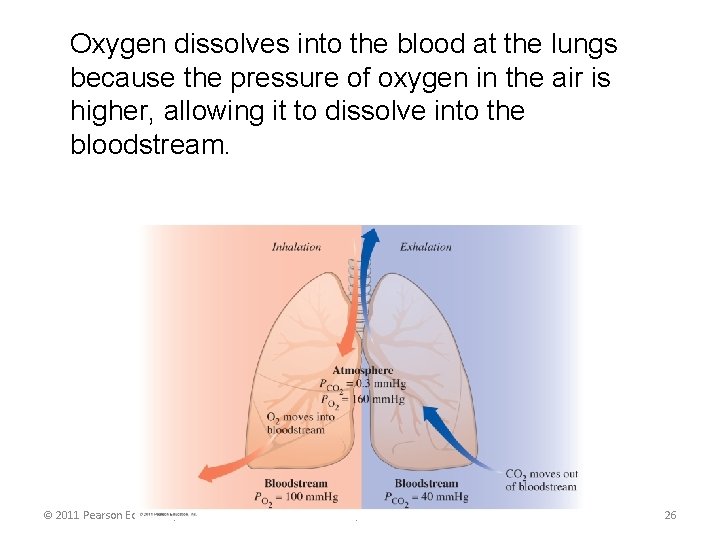 Oxygen dissolves into the blood at the lungs because the pressure of oxygen in