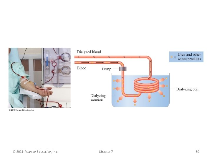 © 2011 Pearson Education, Inc. Chapter 7 89 