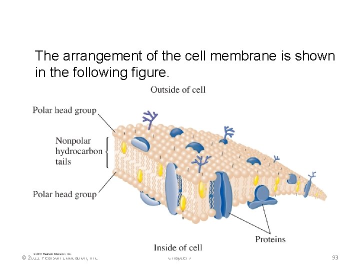 The arrangement of the cell membrane is shown in the following figure. © 2011