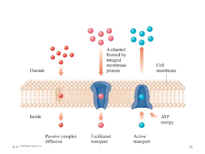 © 2011 Pearson Education, Inc. Chapter 7 95 