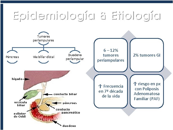 Epidemiología & Etiología Tumores periampulares Páncreas Vía biliar distal Duodeno periampular 6 – 12%