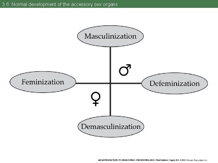 3. 6 Normal development of the accessory sex organs 