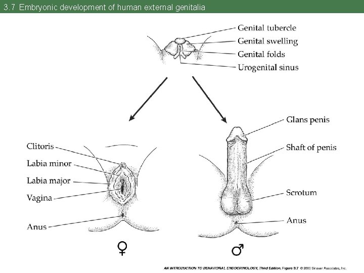 3. 7 Embryonic development of human external genitalia 