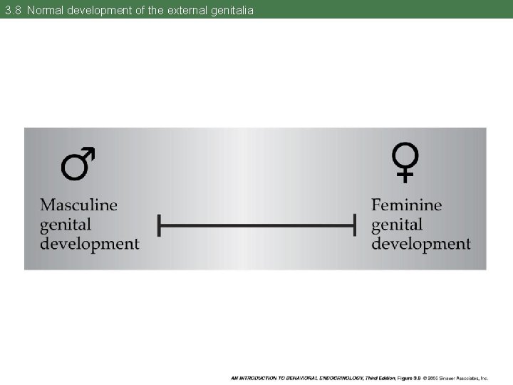 3. 8 Normal development of the external genitalia 