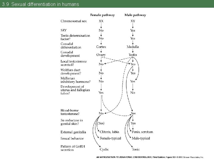 3. 9 Sexual differentiation in humans 