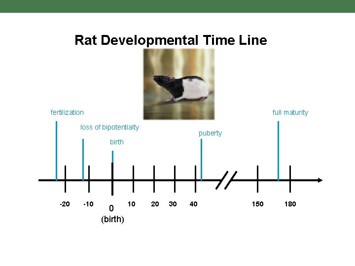Rat Developmental Time Line fertilization full maturity loss of bipotentialty puberty birth -20 -10