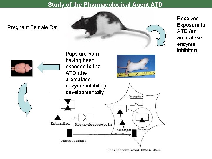Study of the Pharmacological Agent ATD Pregnant Female Rat Pups are born having been