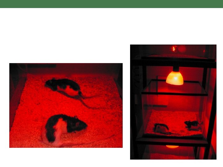 Reproductive Behaviors 