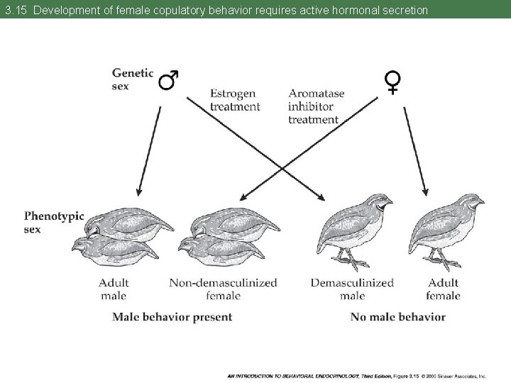 3. 15 Development of female copulatory behavior requires active hormonal secretion 