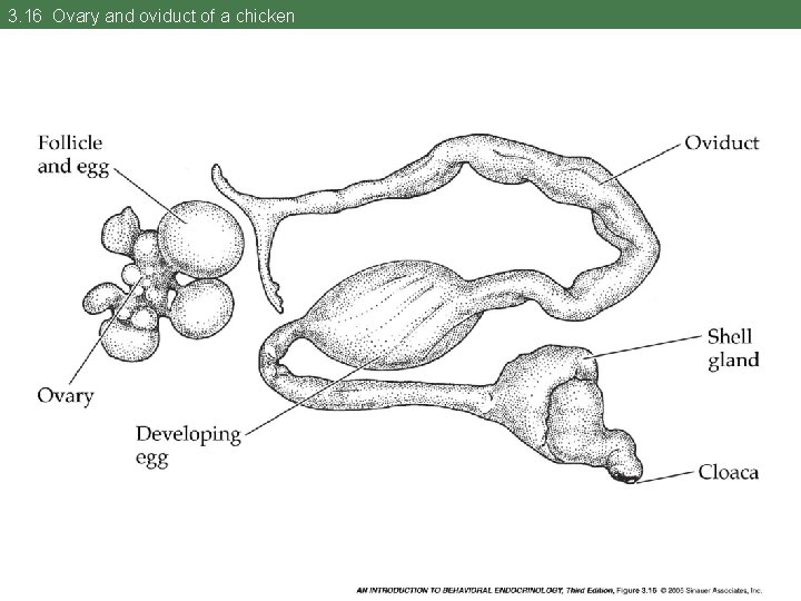 3. 16 Ovary and oviduct of a chicken 