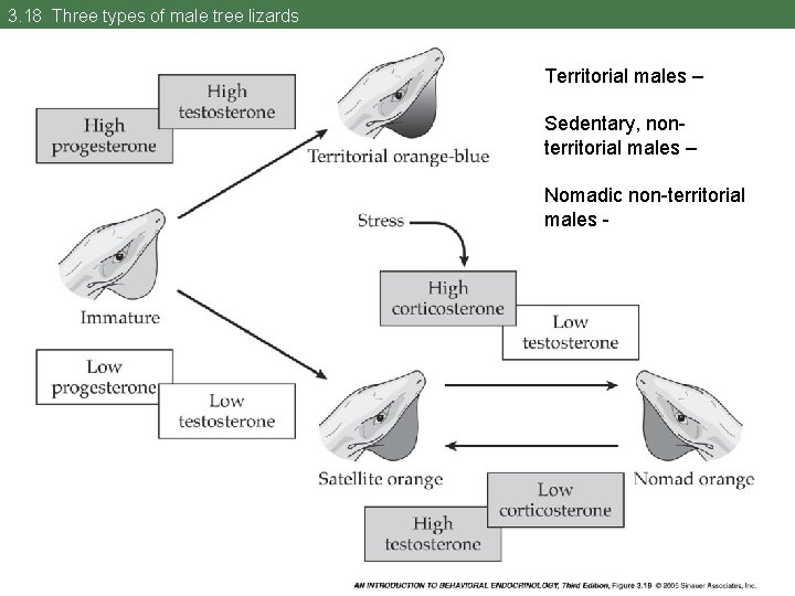 3. 18 Three types of male tree lizards Territorial males – Sedentary, nonterritorial males
