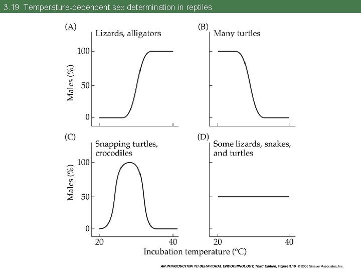 3. 19 Temperature-dependent sex determination in reptiles 