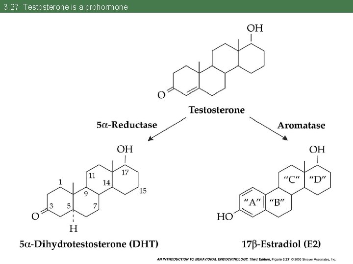 3. 27 Testosterone is a prohormone 