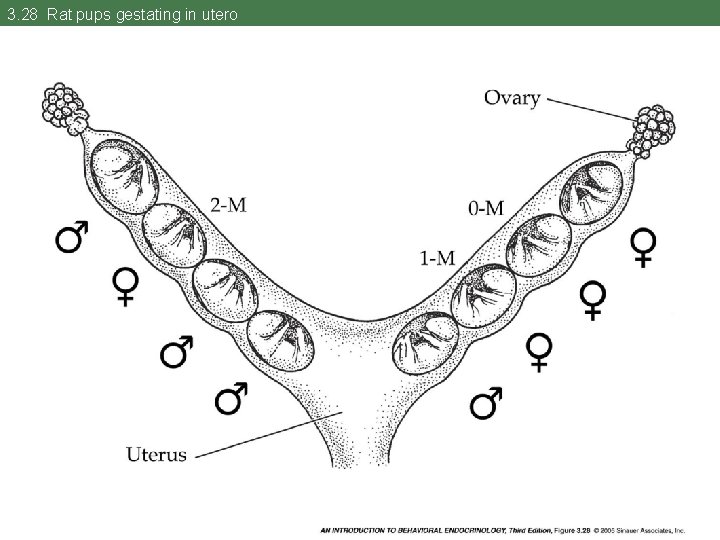3. 28 Rat pups gestating in utero 