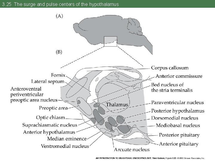 3. 25 The surge and pulse centers of the hypothalamus 