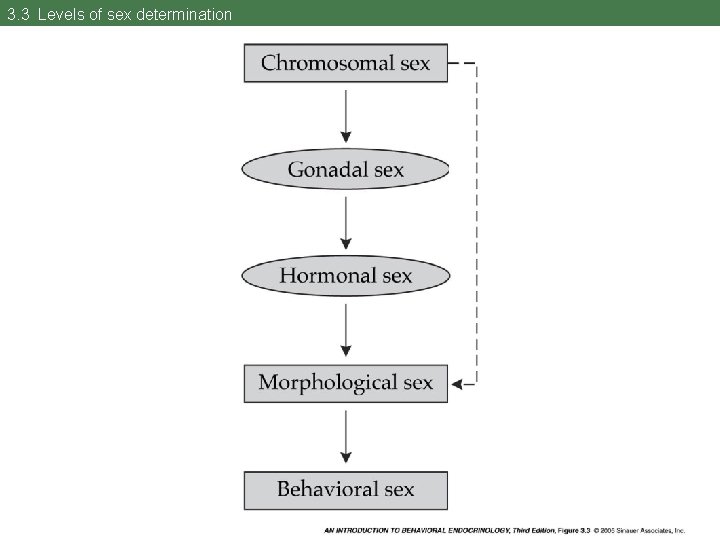 3. 3 Levels of sex determination 