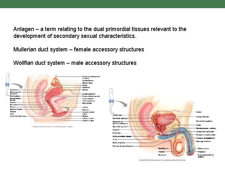 Anlagen – a term relating to the dual primordial tissues relevant to the development