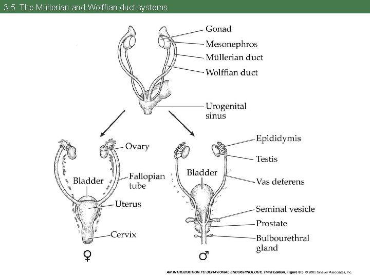 3. 5 The Müllerian and Wolffian duct systems 