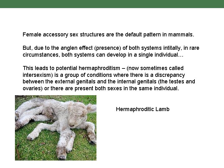 Female accessory sex structures are the default pattern in mammals. But, due to the