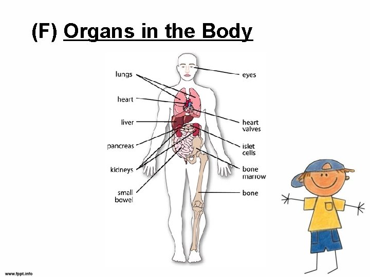 (F) Organs in the Body 