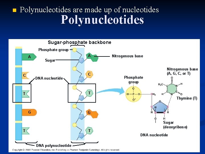 n Polynucleotides are made up of nucleotides Polynucleotides Sugar-phosphate backbone Phosphate group A C