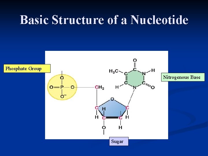 Basic Structure of a Nucleotide Phosphate Group Nitrogenous Base Sugar 