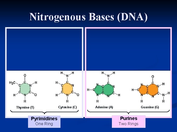 Nitrogenous Bases (DNA) Cytosine (C) Thymine (T) Adenine (A) Guanine (G) Pyrimidines Purines One