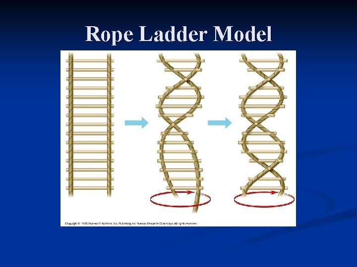 Rope Ladder Model 