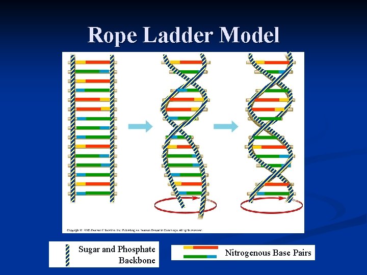 Rope Ladder Model Sugar and Phosphate Backbone Nitrogenous Base Pairs 