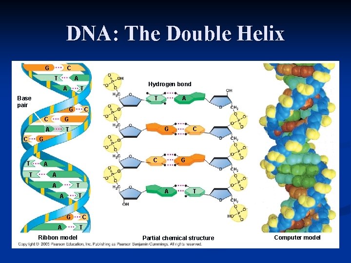 DNA: The Double Helix C G T A Base pair C Hydrogen bond T