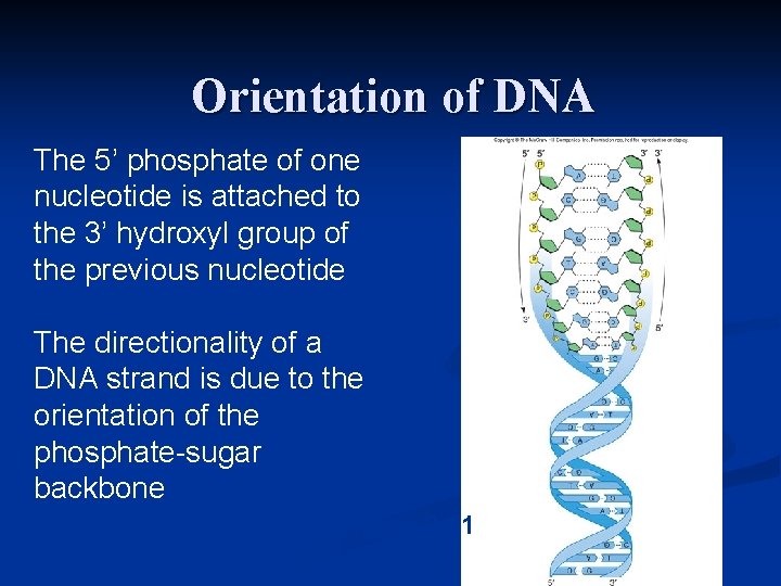 Orientation of DNA The 5’ phosphate of one nucleotide is attached to the 3’