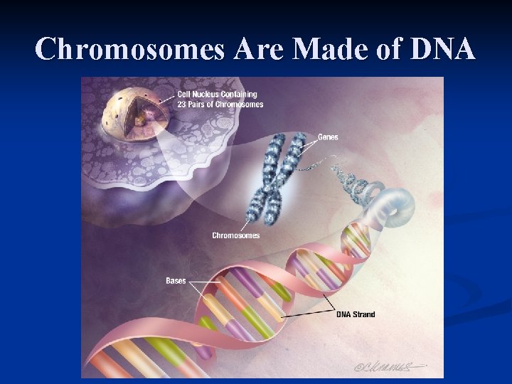 Chromosomes Are Made of DNA 