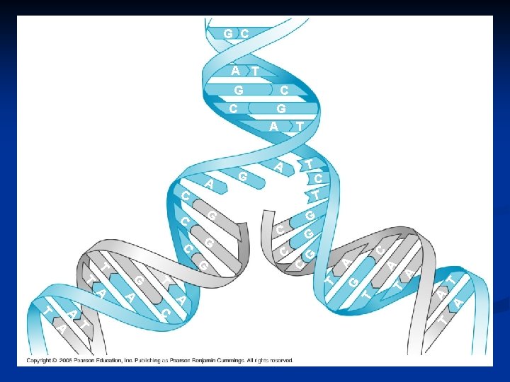 G C T T A A C A T T G A A C