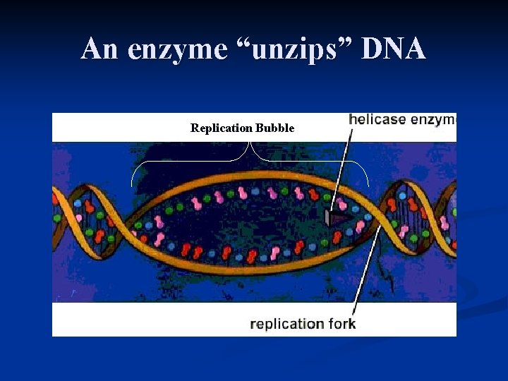 An enzyme “unzips” DNA Replication Bubble 