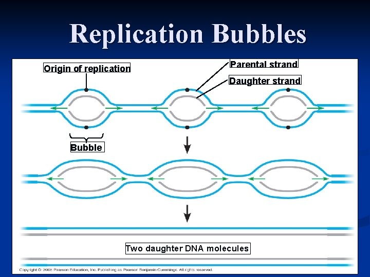 Replication Bubbles Origin of replication Parental strand Daughter strand Bubble Two daughter DNA molecules