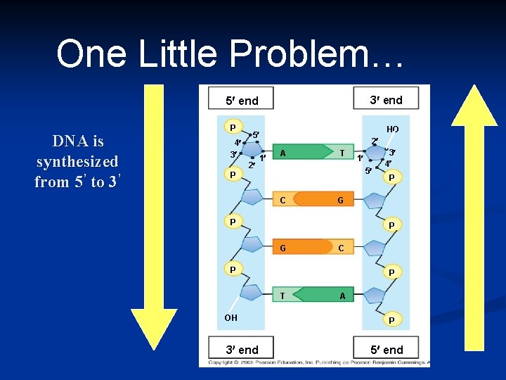 One Little Problem… 3 end 5 end DNA is synthesized from 5’ to 3’