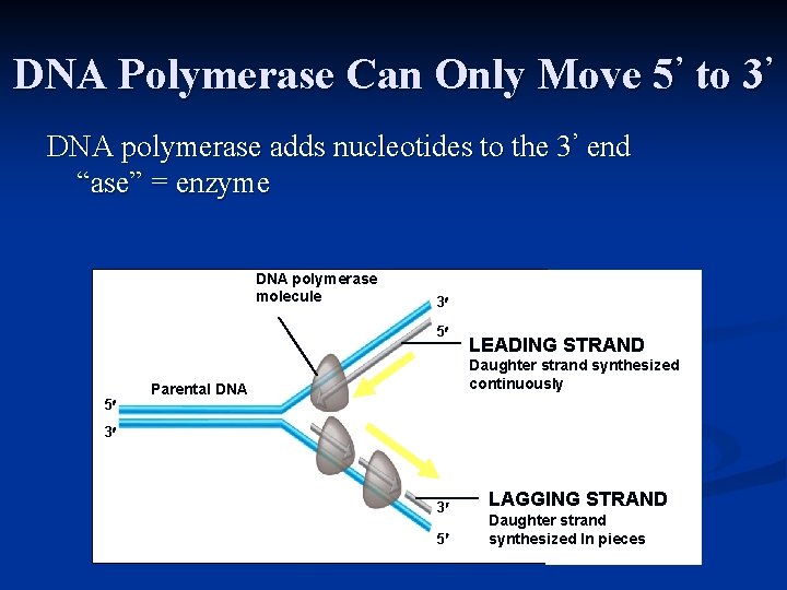 DNA Polymerase Can Only Move 5’ to 3’ DNA polymerase adds nucleotides to the