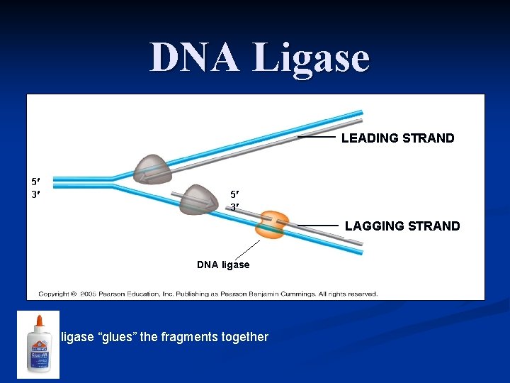 DNA Ligase LEADING STRAND 5 3 LAGGING STRAND DNA ligase “glues” the fragments together