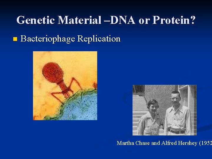 Genetic Material –DNA or Protein? n Bacteriophage Replication Martha Chase and Alfred Hershey (1952