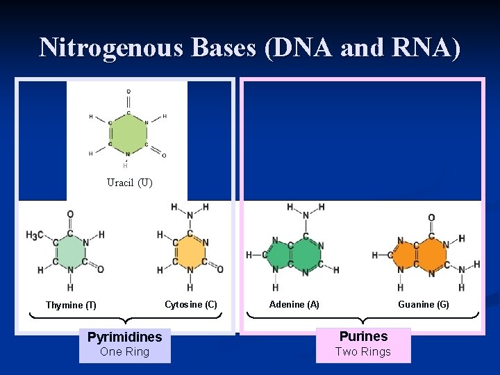 Nitrogenous Bases (DNA and RNA) H Uracil (U) Cytosine (C) Thymine (T) Adenine (A)