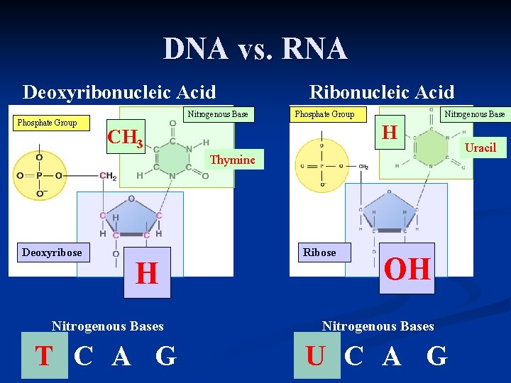 DNA vs. RNA Deoxyribonucleic Acid Phosphate Group Nitrogenous Base Ribonucleic Acid Phosphate Group Nitrogenous