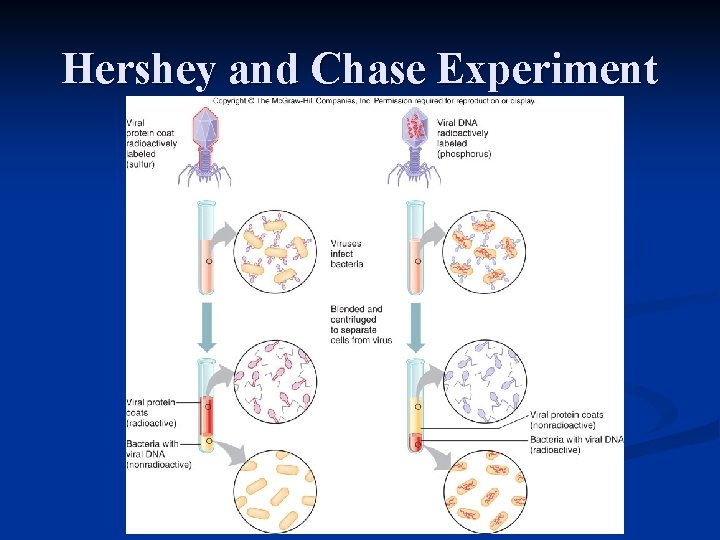 Hershey and Chase Experiment 