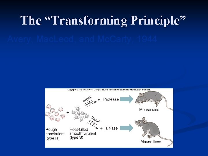 The “Transforming Principle” Avery, Mac. Leod, and Mc. Carty, 1944 • Treated lysed S