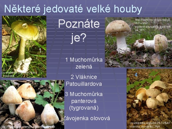 Některé jedovaté velké houby Poznáte je? http: //www. micologia. net/g 3 /Amanitapanterina/Amanita_pantheri na_001 1