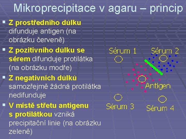 Mikroprecipitace v agaru – princip § Z prostředního důlku § § § difunduje antigen