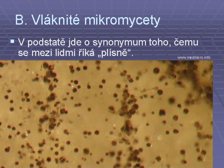 B. Vláknité mikromycety § V podstatě jde o synonymum toho, čemu se mezi lidmi