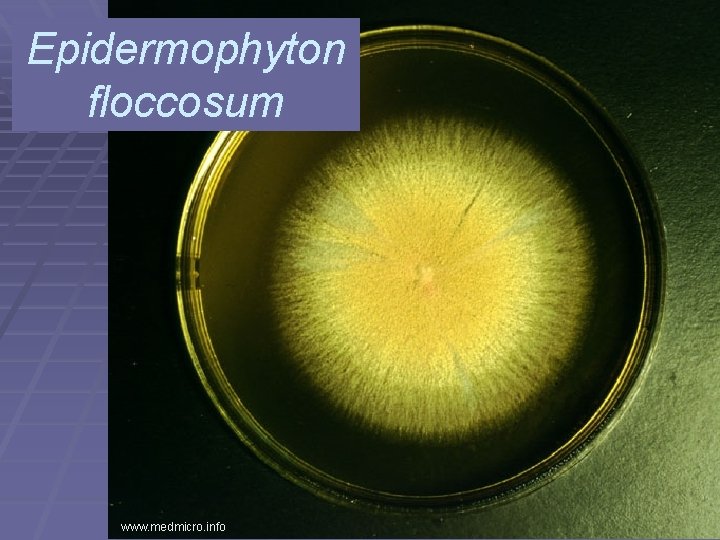 Epidermophyton floccosum www. medmicro. info 