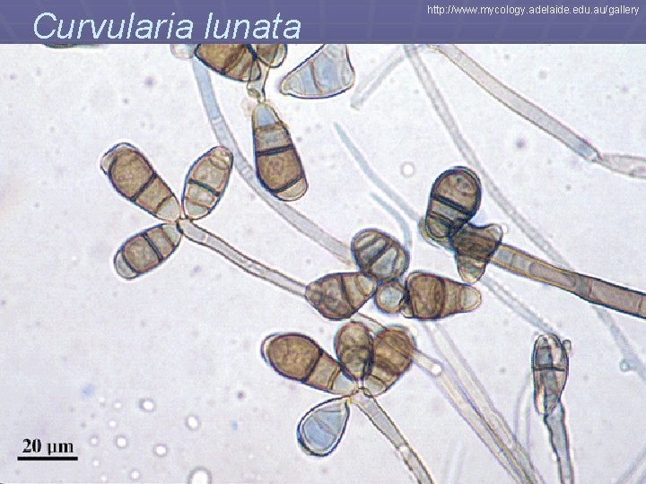 Curvularia lunata http: //www. mycology. adelaide. edu. au/gallery 